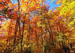 アルゴンキン州立公園の紅葉