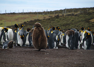 羽毛に覆われたキングペンギンのヒナ