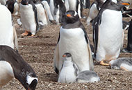 ペンギンたちの楽園フォークランド諸島を訪ねる癒しの旅13日間