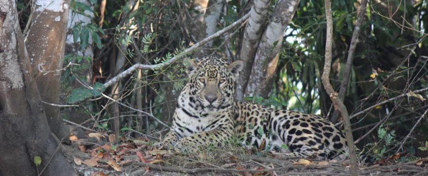 ブラジル・パンタナール湿原のジャガーと大迫力のオウギワシを追う旅１１日間