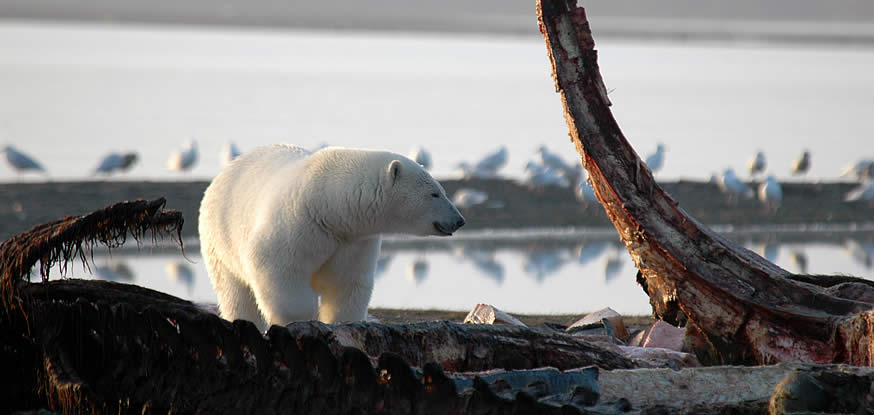 グリズリーベアー＆ポーラーベアー 晩秋のアラスカで二大クマに出会う旅