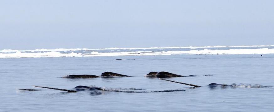 イッカクと白夜の氷上にキャンプ北極海で幻のクジラ・イッカクを撮影
