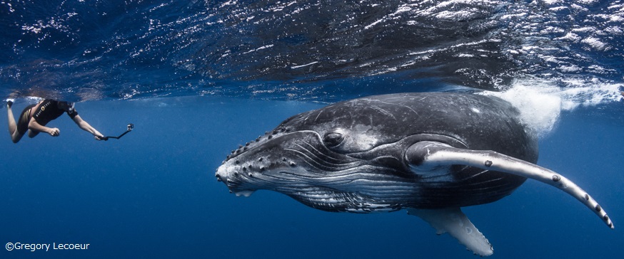 タヒチ 聖地ルルツでザトウクジラと泳ぎ、チャーターボートでタヒチを満喫する旅