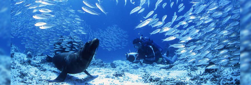 世界中のダイバー憧れの海　ガラパゴスを潜る　プロカメラマン・高砂淳二氏同行　ガラパゴス諸島　ダイビングツアー
