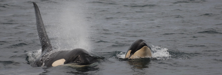 世界で唯一、定住型と回遊型のオルカ（シャチ）が見られるジョンストン海峡を訪れる 　野生のオルカをじっくり観察６日間