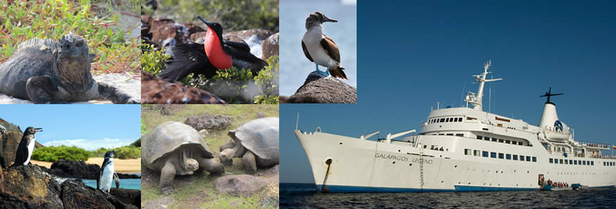 生物多様性世界一！！ 世界遺産ガラパゴス諸島を旅する　大型クルーズ乗船の旅8日間