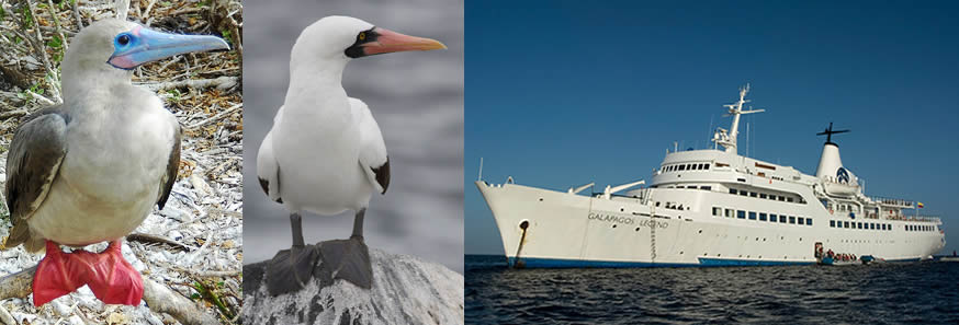 生物多様性世界一！！ 世界遺産ガラパゴス諸島を旅する　大型クルーズ乗船の旅8日間 南周りコース