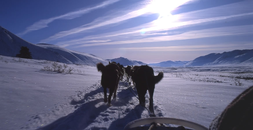 ウィンターアクティビティーのメッカ・ユーコン準州ホワイトホース 極北の冬の伝統・犬ぞり体験とオーロラ観察の旅5日間