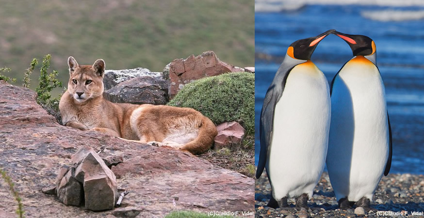 風の大地&ldquo;パタゴニア&rdquo;に棲む、大型肉食哺乳類&ldquo;ピューマ&rdquo;と ペンギン界の人気者&ldquo;キングペンギン&rdquo;のコロニーを巡る　11日間