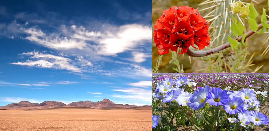 アタカマ砂漠と&quot;幻の花園&quot;世界三大ワイルドフラワーを訪れるチリの旅