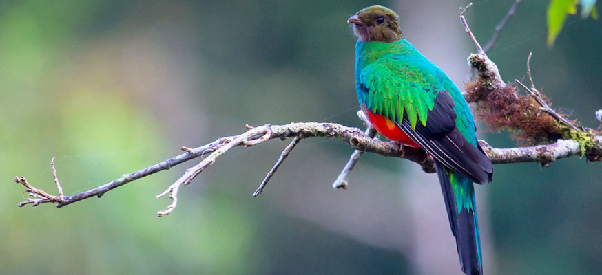 野鳥たちの楽園・コスタリカ　幻の鳥・ケツァールとオナガセアオマイコドリを追う７日間の旅