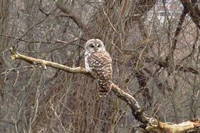 Barred Owl　アメリカフクロウ