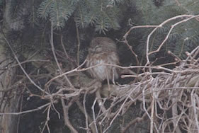 Northern Saw-Whet Owl アメリカキンメフクロウ
