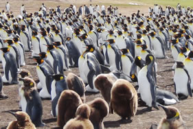 ボランティアポイント　キングペンギン