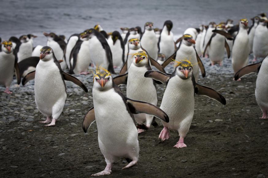 【スピリットオブエンダービーで航く】ペンギンたちの楽園クルーズ１５日間～南極海のガラパゴス～
