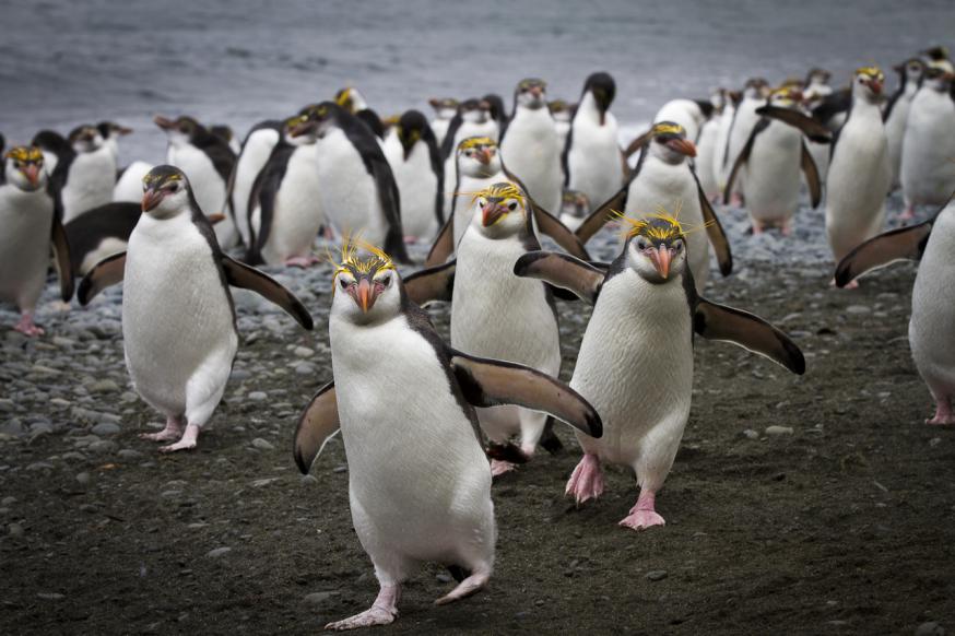 【スピリットオブエンダービーで航く】ペンギンたちの楽園クルーズ15日間~南極海のガラパゴス~