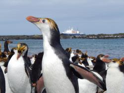 ロイヤルペンギン (C) Heritage Expeditions