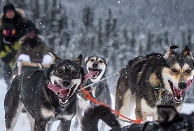 犬ぞり