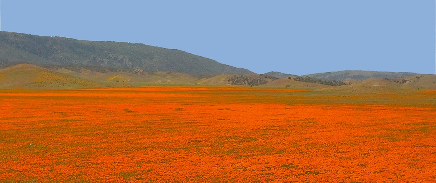 ワイルドフラワーが咲き乱れる春のカリフォルニア　緊急企画