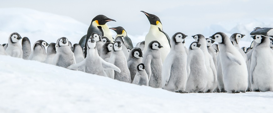南極ウェッデル海クルーズ コウテイペンギンを探し求めて【一人部屋利用】