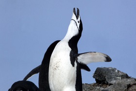 &copy; Wim van Pasel - Oceanwide Expeditions