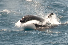 © Erwin Vermeulen - Oceanwide Expeditions
