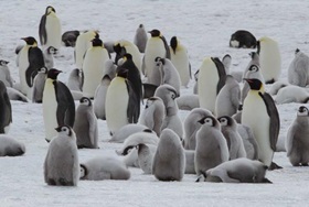 © James Cresswell - Oceanwide-Expeditions