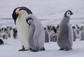 © Sebastiaan Schijf - Oceanwide Expeditions