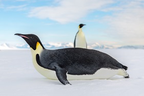 © Rolf Stange - Oceanwide Expeditions