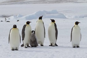 © Oceanwide Expeditions