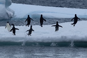 © Wim van Passel - Oceanwide Expeditions