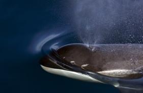 © Wim van Passel - Oceanwide Expeditions