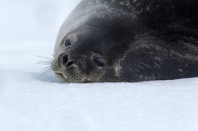 © Wim van Passel - Oceanwide Expeditions