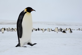 © James Cresswell, Oceanwide Expeditions