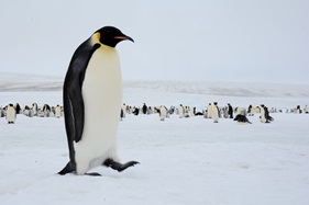 &copy; James Cresswell, Oceanwide Expeditions 