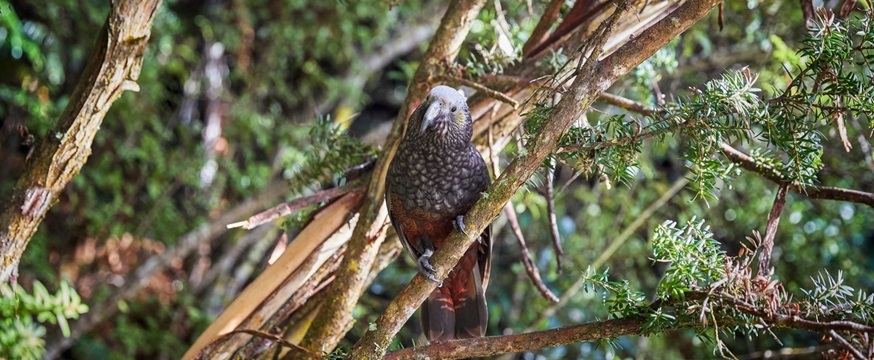 スチュアート島で野生のキーウィ、希少ペンギン、野鳥探し!オーロラ鑑賞にも挑戦!