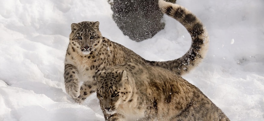 モンゴル アルタイ地方 ユキヒョウを追う