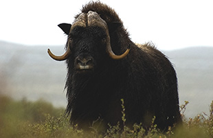 WREEViMusk oxj