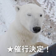 シロクマ観察旅行