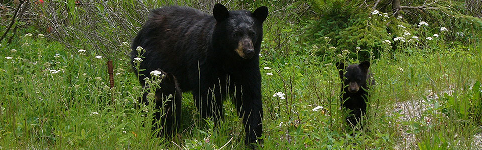 ブラックベア（American Black Bear）に出逢える厳選スポット