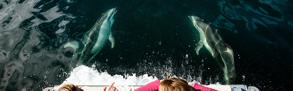 イルカ（Pacific White-sided Dolphin）に出逢える厳選スポット