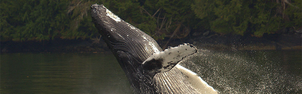 ザトウクジラ（Humpback Whale）に出逢える厳選スポット