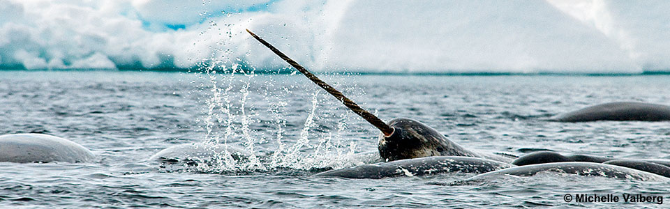 イッカククジラ（Narwhal）に出逢える厳選スポット