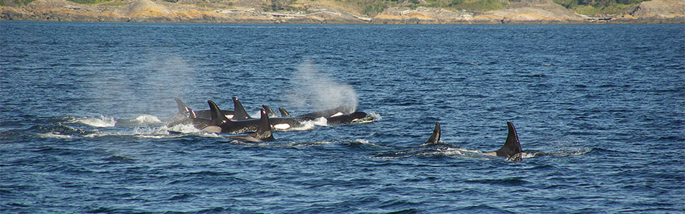 シャチ（Killer Whale,Orca）に出逢える厳選スポット