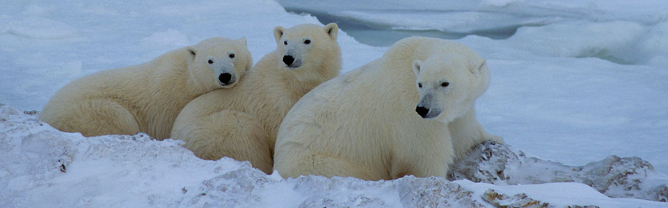 シロクマ・北極グマ（Polar Bear）に出逢える厳選スポット