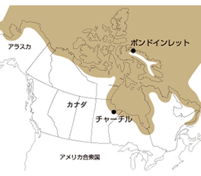 シロクマ・北極グマの生息地域