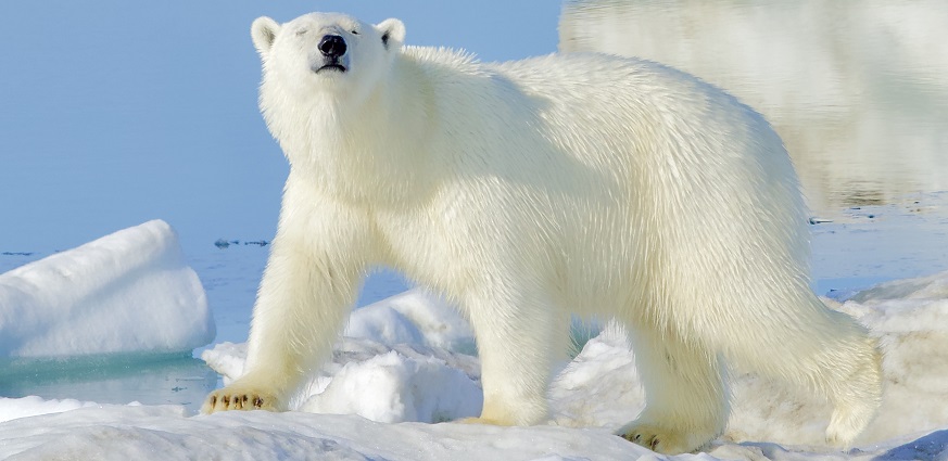 ウランゲリ島シロクマツアー　極北の地に生息する野生動物に出会う旅　