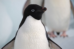 アデリーペンギン（C）クルーズライフ