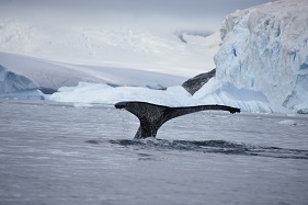 ザトウクジラ　（C）クルーズライフ