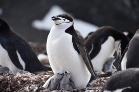 ヒゲペンギン　（C）クルーズライフ